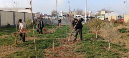 Teatrimiz hududida kuz mavsumida manzarali va mevali daraxt ko'chatlari ekildi.